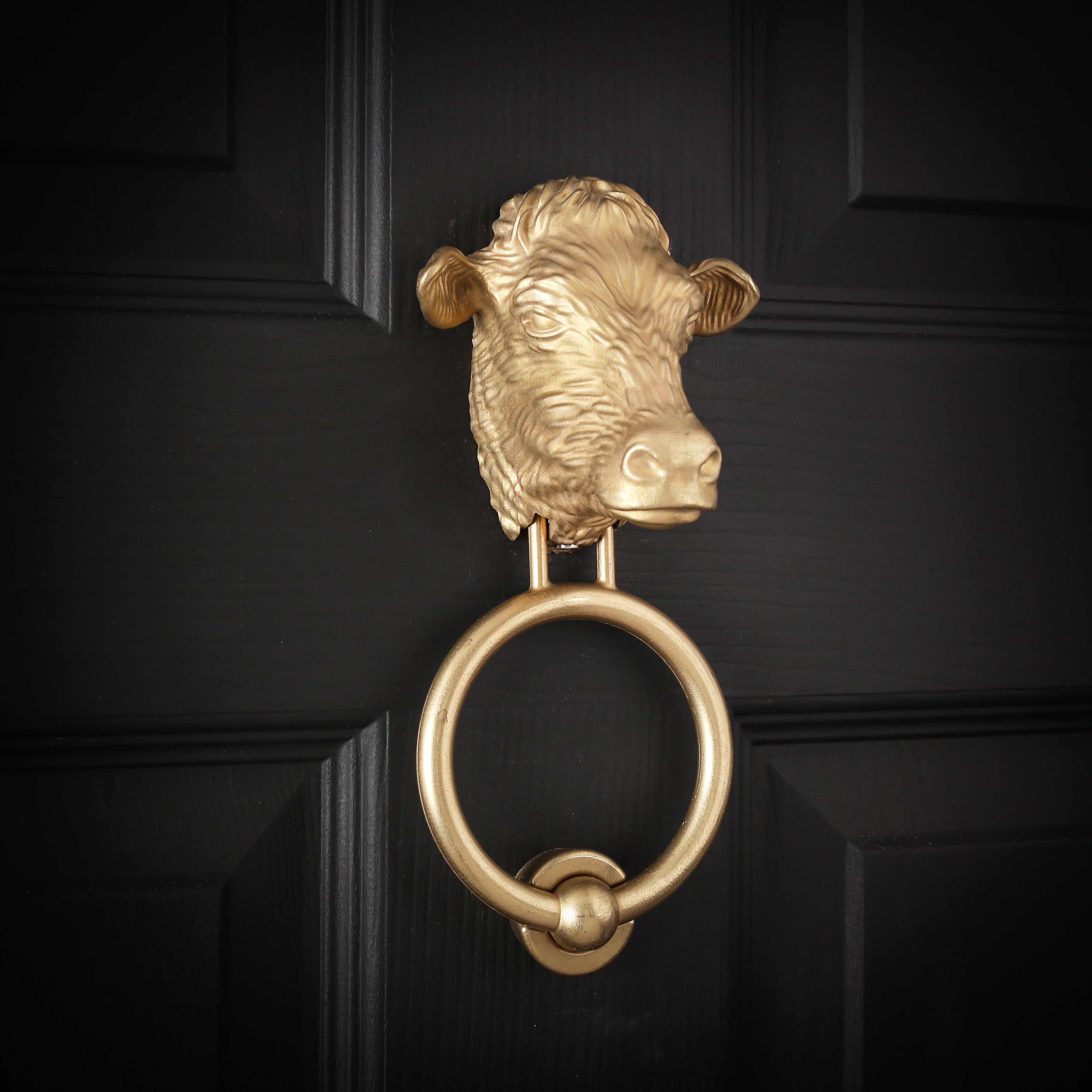Dairy Cow brass door knocker on a black front door, angled view