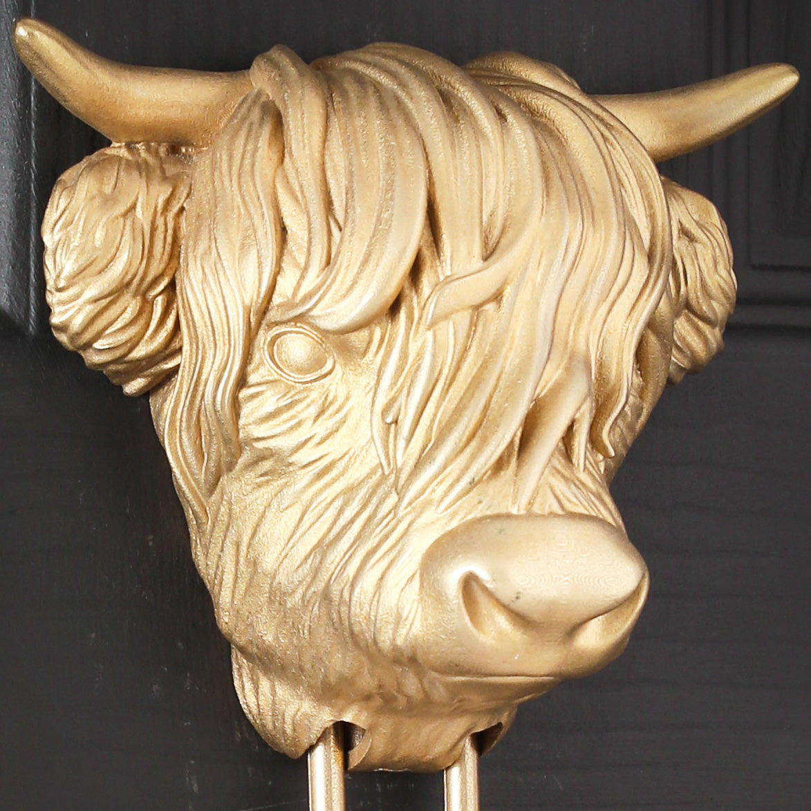 Close view of the Highland Cow head's face, a broad nose, one eye showing under the fringe and fluffy ears below the horns