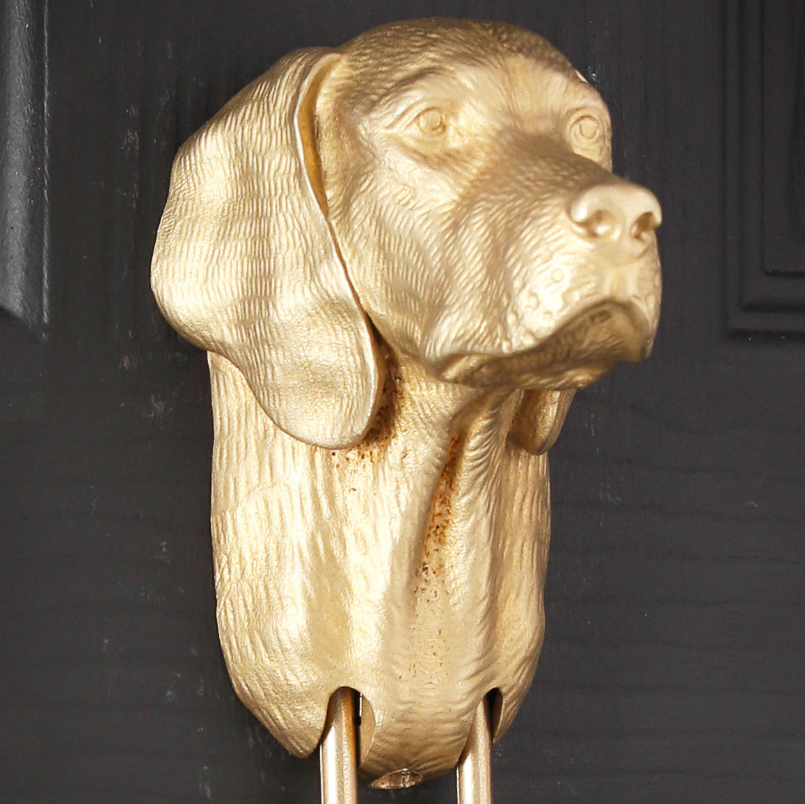Close view of the Vizsla door knocker's face, nose lifted, a long soft ear hanging down and fine hair lines on the neck