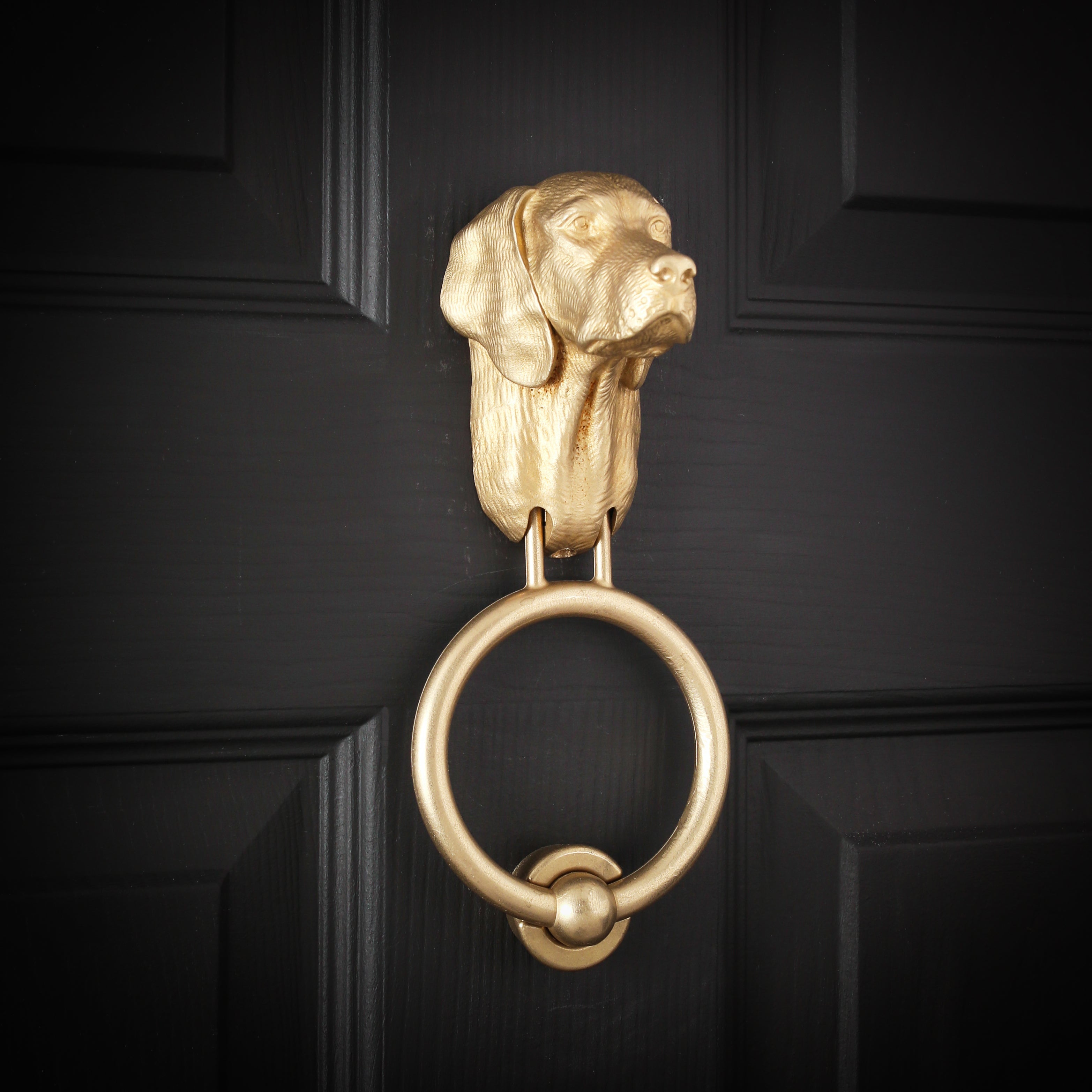 Vizsla brass door knocker on a black panelled door, nose lifted to the right, one long ear falling past the jaw