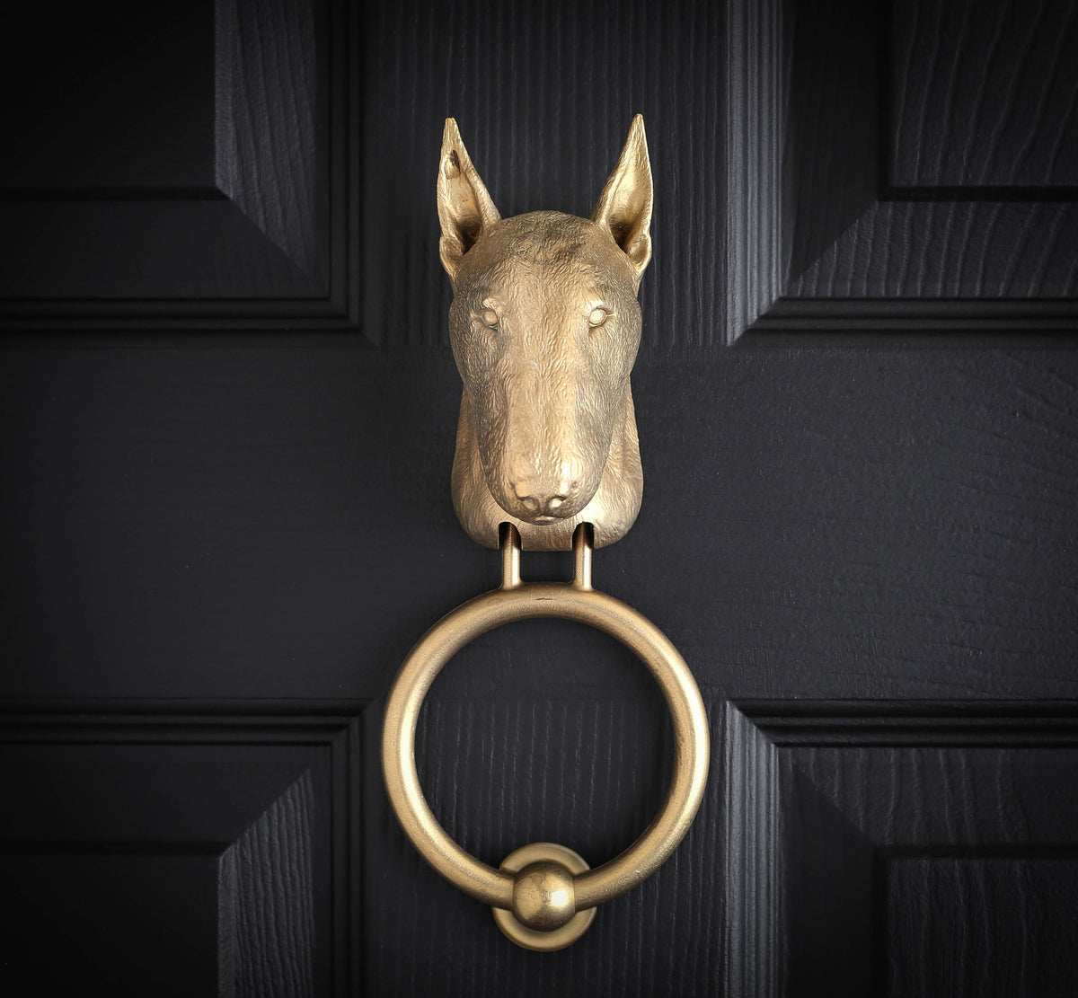 English Bull Terrier brass door knocker on a black panelled door, straight on, egg-shaped head with tall pointed ears