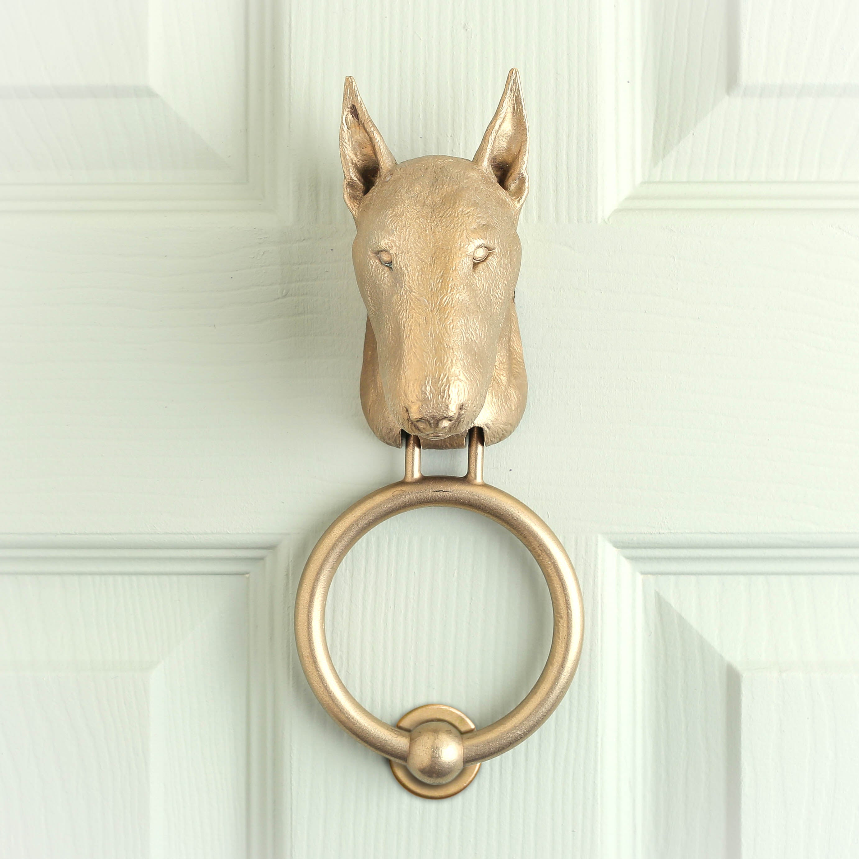 English Bull Terrier brass door knocker on a pale panelled door, straight on, narrow eyes and upright ears