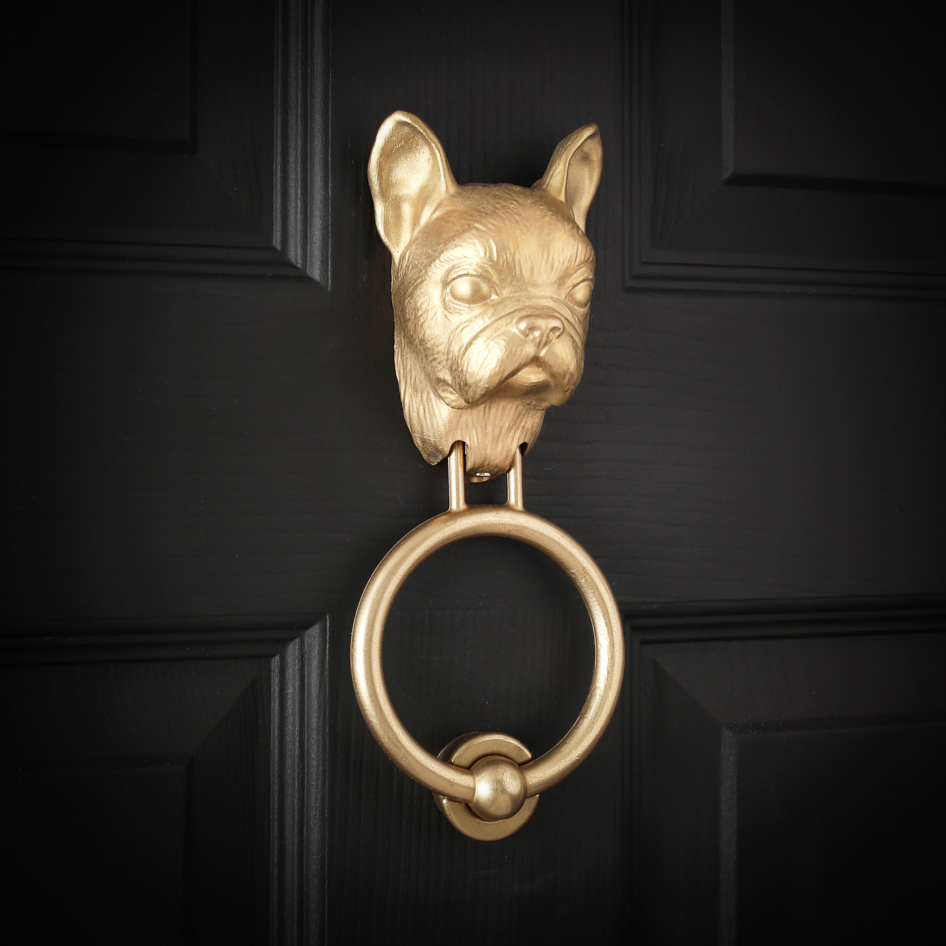 French Bulldog brass door knocker on a black panelled door, turned to show one cupped ear and the wrinkled nose