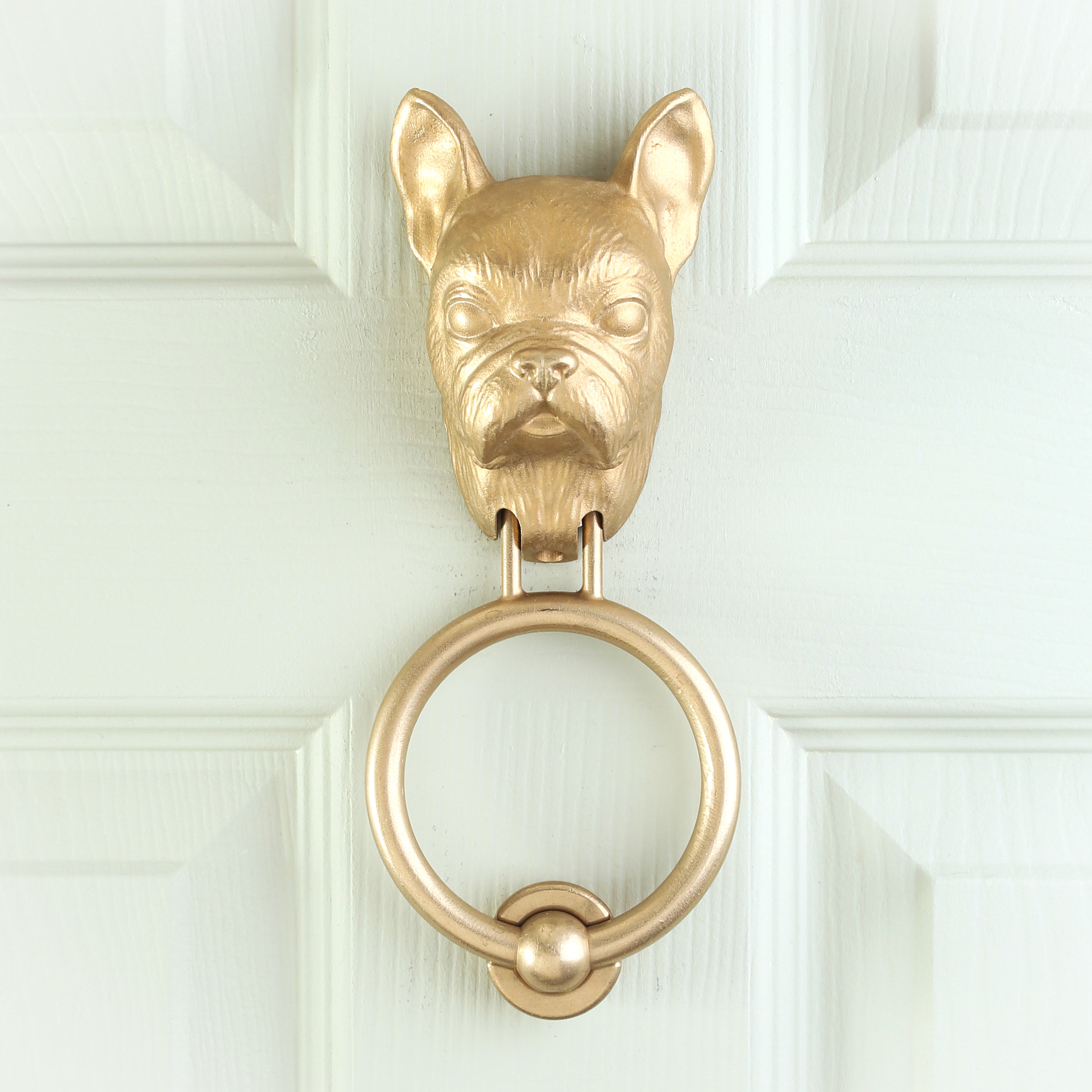 French Bulldog brass door knocker on a pale panelled door, straight on, round eyes and the ring hanging below