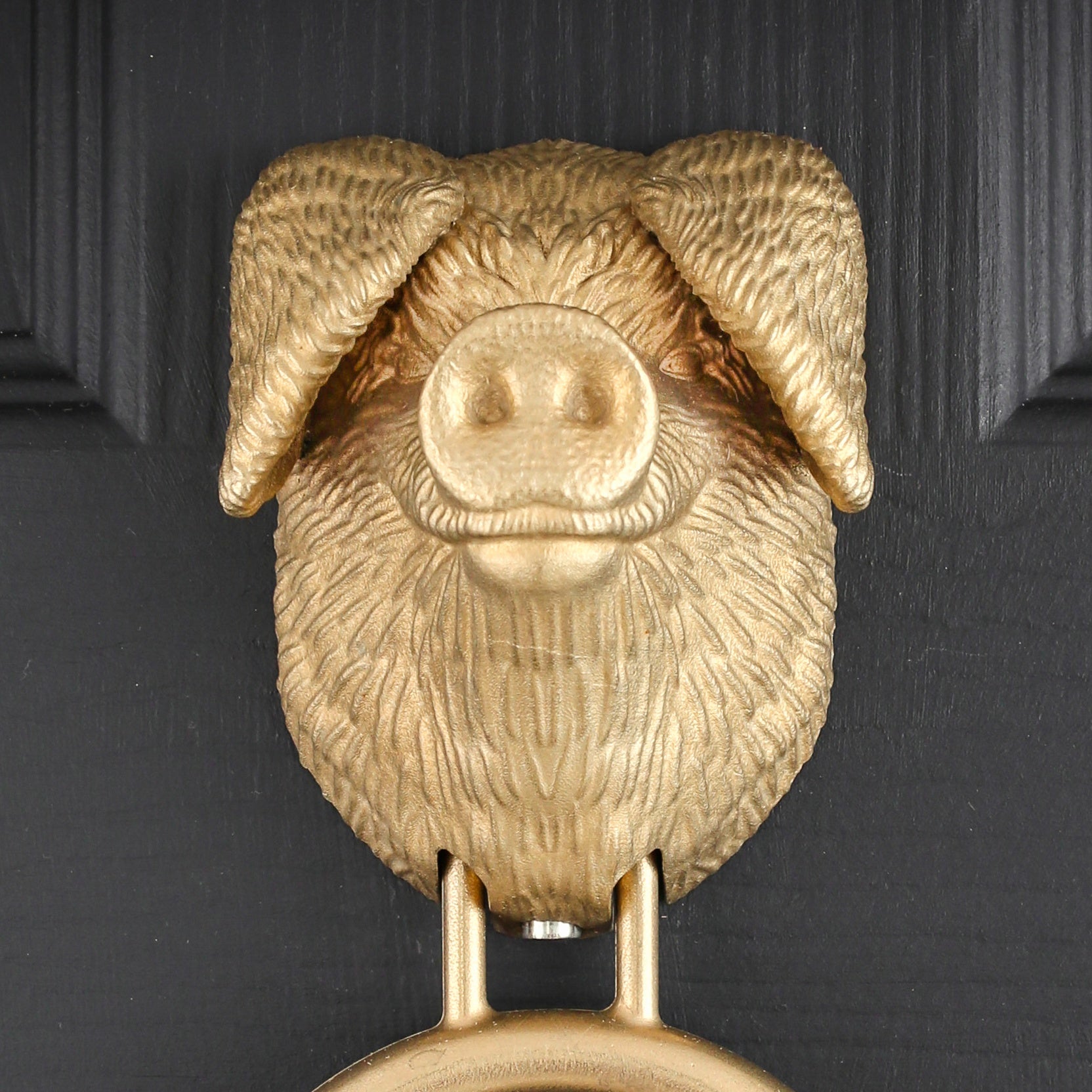 Gloucestershire Old Spot brass door knocker close up, lop ears in cast aluminium bronze