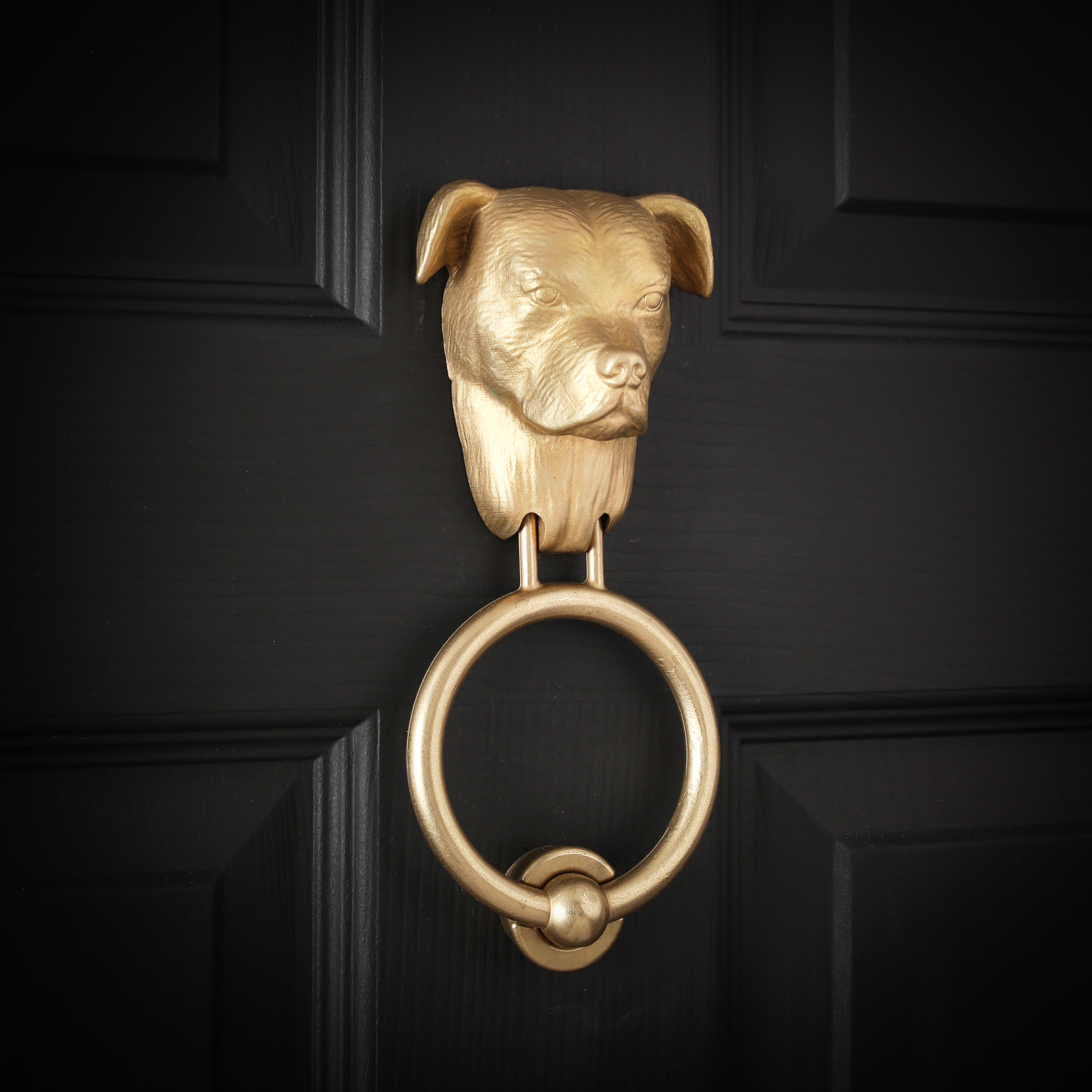 Staffordshire Bull Terrier brass door knocker on a black panelled door, turned to show the broad skull and one folded ear